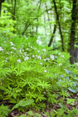 Bahar ormanda çiçek açan Sweetscented yoğurtotu (Galium odoratum)