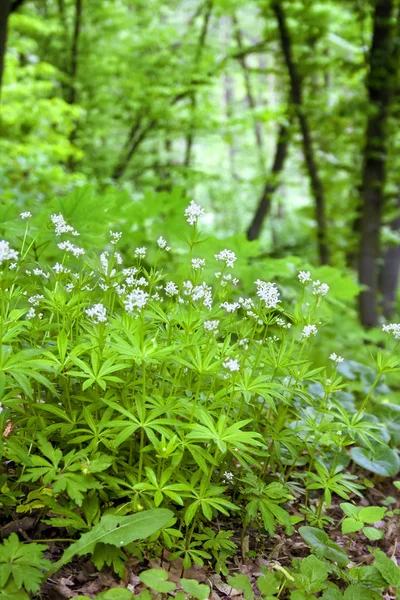 Sweetscented Svízel Galium Odoratum Kvete Lese Jaře — Stock fotografie