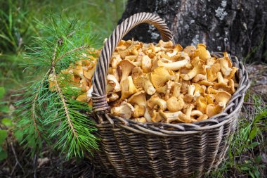 Yabani mantar chanterelles huş ağacı gövde arka plan ile sepet