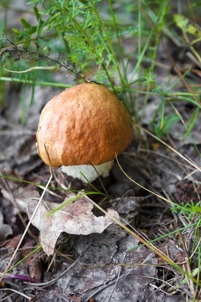 Closeup Orange Cap Boletus Leccinum Growing European Deciduous Forest — Stock Photo, Image