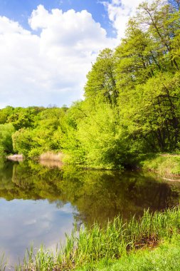Bahar orman göl. Goloseevsky göl, doğal göletler cascade birini, Kiev, Ukrayna-Goloseevsky bölge ormanın içinden geçen Goloseyevsky Creek kurmuşlardı