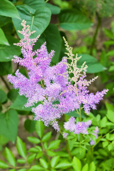 Astilbe Rose Fleurs Gros Plan Plante Fleurs Vivaces — Photo