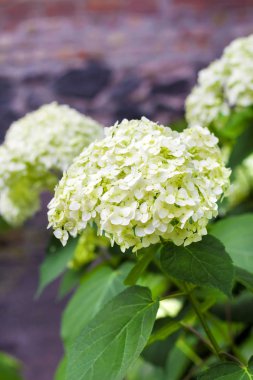 Çiçek açan beyaz Annabelle Ortanca Ağaç Ceninleri (yaygın olarak pürüzsüz ortanca, vahşi ortanca veya yedi ağaç kabuğu olarak bilinir))