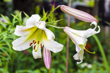 Beyaz lilyum regale (regal lily, royal lily, Kral'ın lily veya Noel lily denir) portre