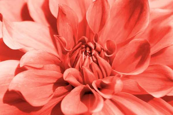 Dahlia flower closeup in main trendy Living Coral color of the year 2019 — Stock Photo, Image