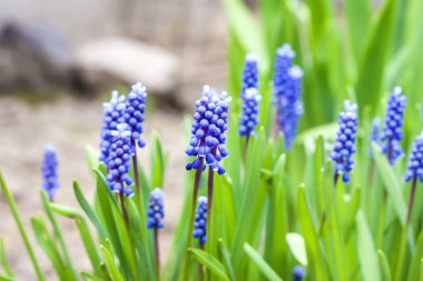 Üzüm sümbül (Muscari armeniacum) bahar 
