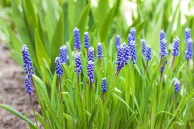 Üzüm sümbül (Muscari armeniacum) bahar 