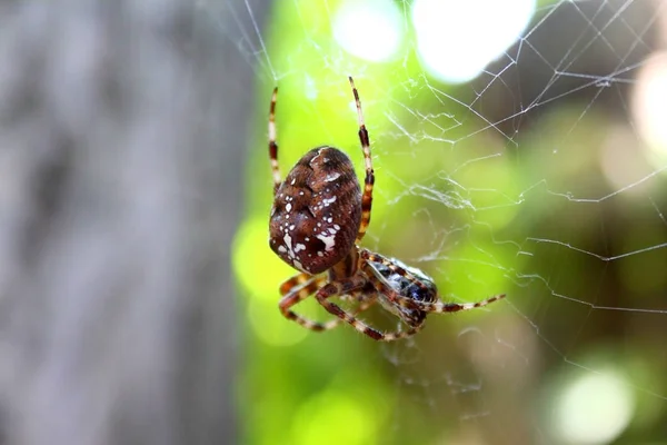 Spideron Συσκευασία Θήραμά Του Μετάξι Στο Web — Φωτογραφία Αρχείου