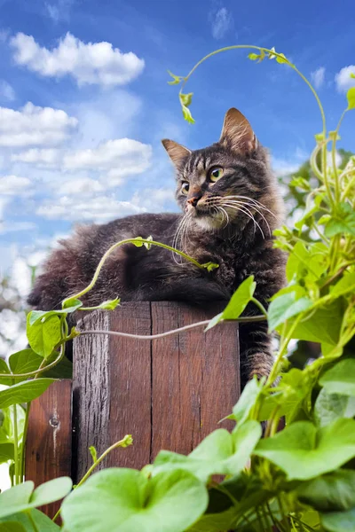 Hermoso Gato Esponjoso Sentado Una Valla Madera Con Plantas Verdes —  Fotos de Stock