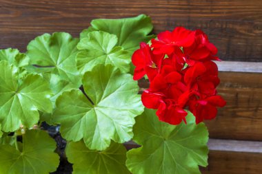 Ahşap çit arka plan üzerinde kırmızı çiçekli ıtır closeup