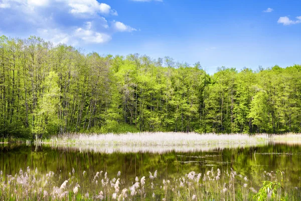 春の森の湖 キエフ ウクライナの領土の Golosiivsky フォレストを通過 Golosiivsky クリークに形成 Golosiivsky 自然の池の滝の一つ — ストック写真