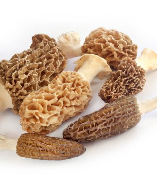 Morel mantar closeup beyaz arka plan üzerinde