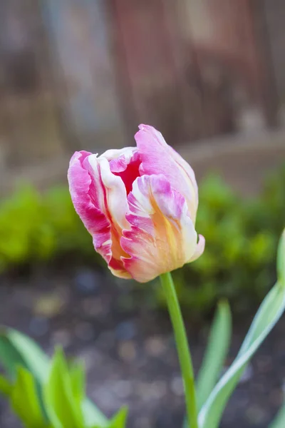 Pink Tulip Pręgowane Zbliżenie — Zdjęcie stockowe
