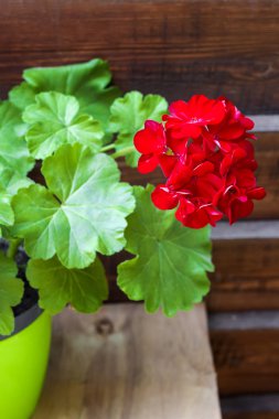 Ahşap çit arka plan üzerinde kırmızı çiçekli ıtır closeup