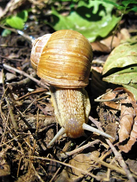 Closeup caracol no ambiente natural — Fotografia de Stock