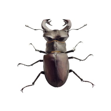Beyaz arka plan üzerinde izole geyik böceği (Lucanus cervus) portre