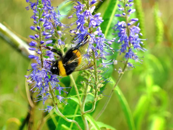 Bumblebee nektar mavi çiçekler toplar. — Stok fotoğraf