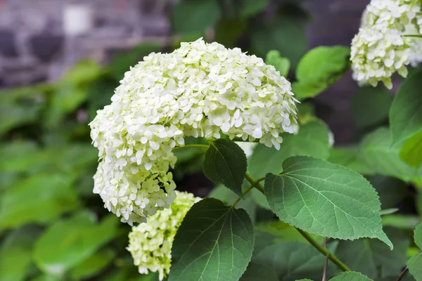 Floraison blanche Annabelle Hydrangea arborescens — Photo