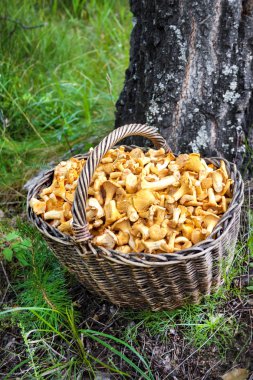 Yabani mantar chanterelles ile hasır sepet 