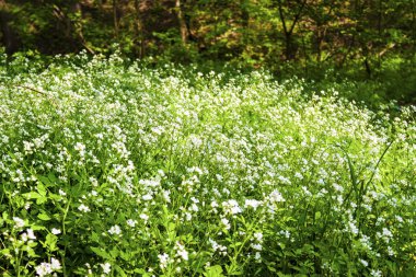 Çiçekli büyük acı-tere (Cardamine amara)