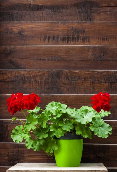 Красный цветущий пеларгоний в кастрюле на фоне деревянного забора — стоковое фото