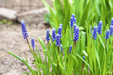 Üzüm sümbül (Muscari armeniacum) bahar 