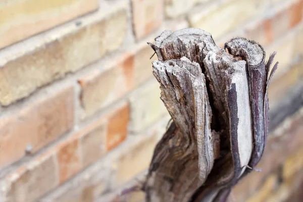 Sawed dried grapevine on brick wall background. Ecology and environmental problem concept