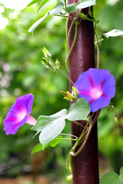 Flores de la gloria de la mañana se encorvan hacia arriba a lo largo de la tubería — Foto de Stock