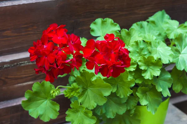 Closeup of red flowering pelargonium on the wooden fence background — Stock Photo, Image