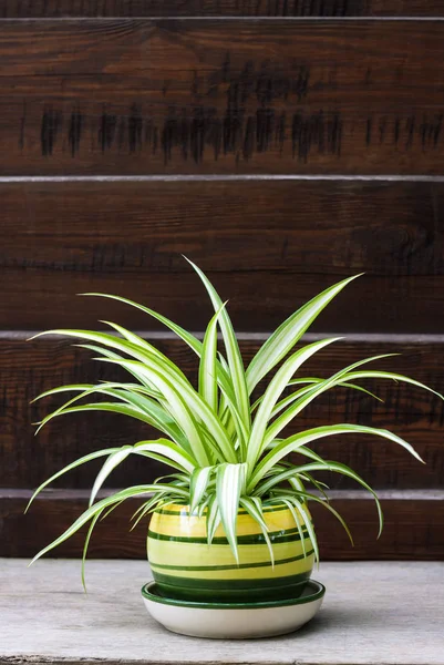 Chlorophytum comosum (also known spider plant) in a pot on the wooden fence background — Stock Photo, Image