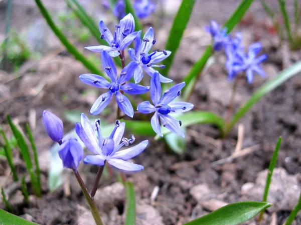 Scilla bifolia (alpine squill or two-leaf squill) flower closeup — Stock Photo, Image