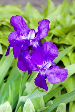 Menekşe iris çiçeği portre