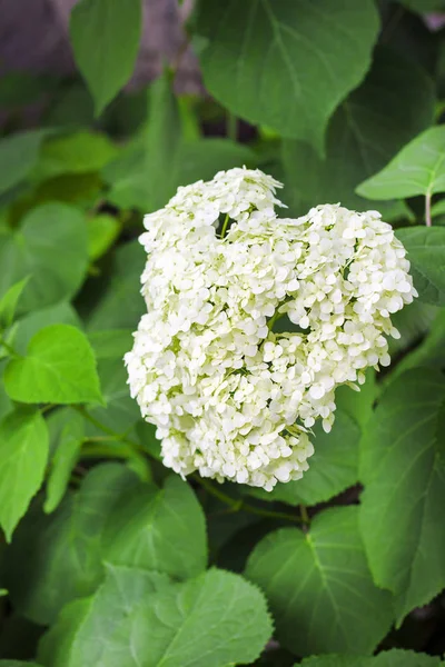 Blooming white Annabelle Hydrangea arborescens — Stock Photo, Image