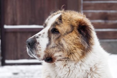 Orta Asya çoban (Alabai portresi)
