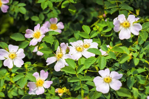 Pink flowers of dog-rose closeup on green garden background — Stock Photo, Image