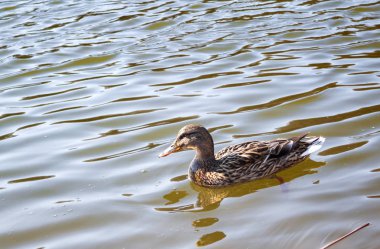 Yaban ördeği (Anas platyrhynchos) gölde Yüzme 
