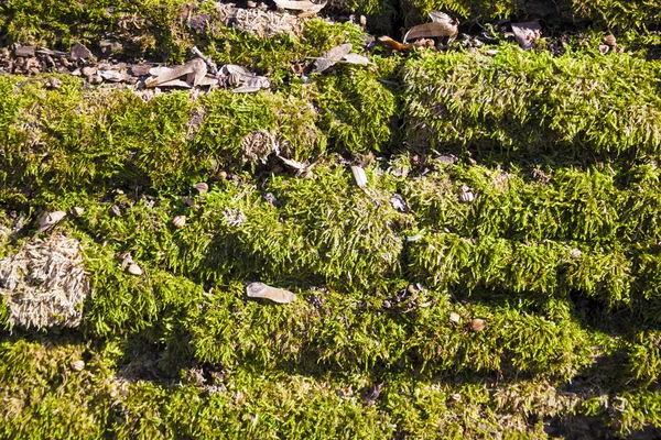 Primer plano del musgo verde en la corteza del árbol caído — Foto de Stock