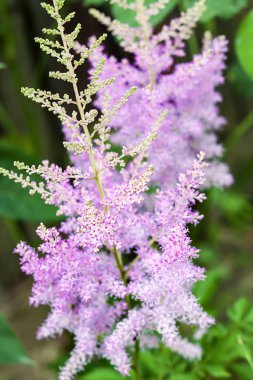 Pembe Astilbe çiçek portre