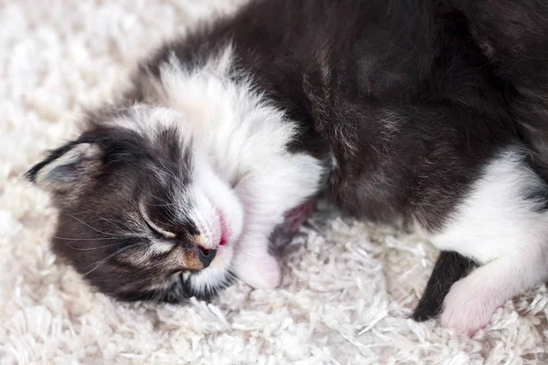 Small cute kitty sleeping on white fluffy carpet — Stock Photo, Image