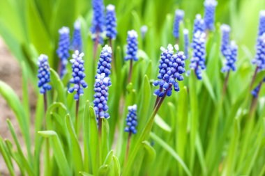 Üzüm sümbül (Muscari armeniacum) bahar 
