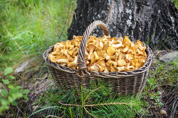 Плетений кошик з дикими грибами — стокове фото