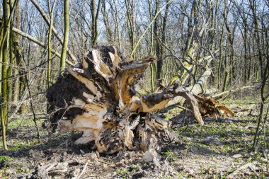 Ormandaki düşmüş Ağaç kökleri ön planda