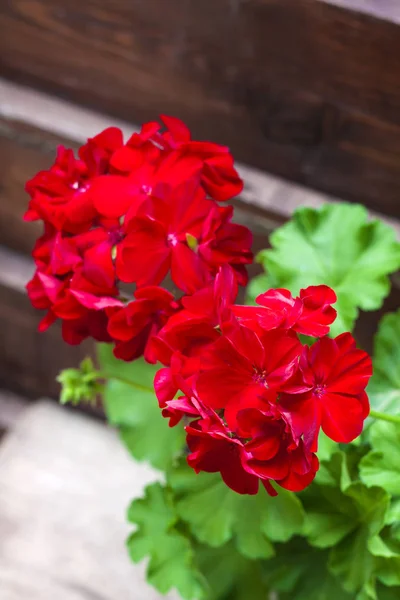 Primer plano de la floración de pelargonio en el fondo de la cerca de madera —  Fotos de Stock