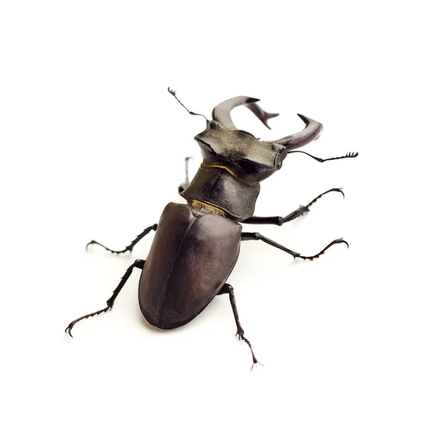 Escarabajo ciervo (Lucanus cervus) primer plano aislado sobre fondo blanco — Foto de Stock
