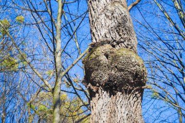 Mavi gökyüzü arka planda meşe ağacı gövde üzerinde Burl