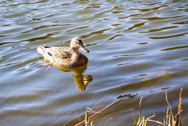 Yaban ördeği (Anas platyrhynchos) gölde Yüzme 