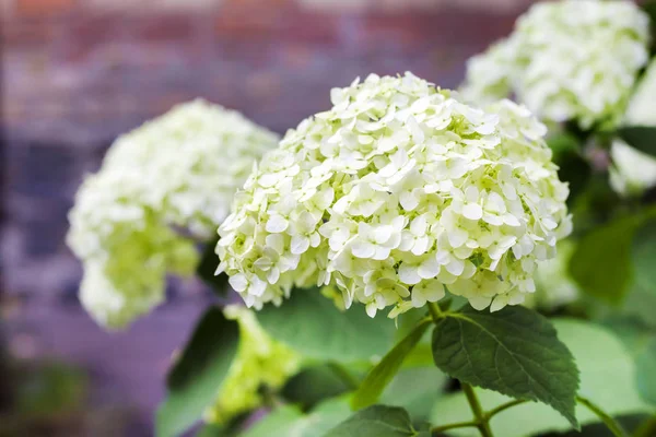 Floraison blanche Annabelle Hydrangea arborescens — Photo