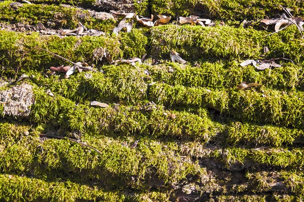 Fechar-se de musgo verde em latido de árvore caída — Fotografia de Stock