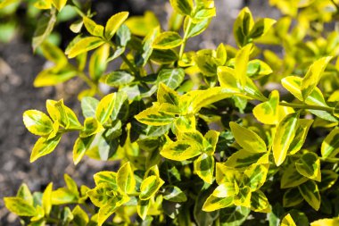 Euonymus fortunei 'Zümrüt 'n' Altın' closeup Şubesi