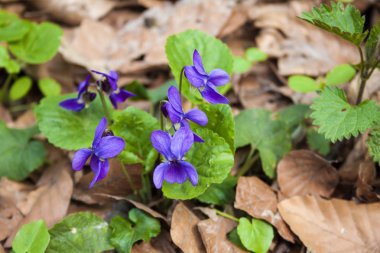 İlkbahar ormanında yetişen viyola odorata